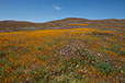 CA Superbloom 3